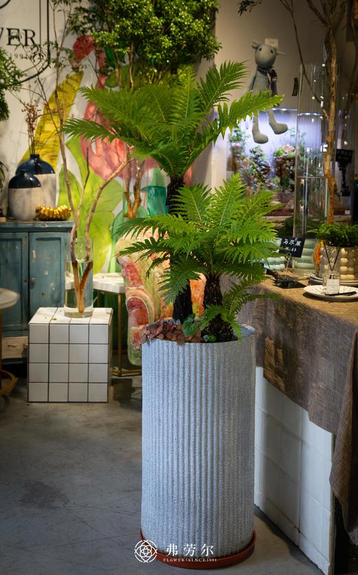 富贵蕨 商品图0