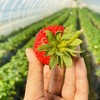 本地红颜草莓🍓（500g/盒） 商品缩略图8