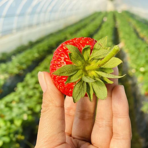 本地红颜草莓🍓（500g/盒） 商品图8