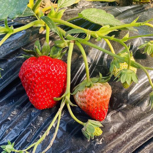 本地红颜草莓🍓（500g/盒） 商品图9