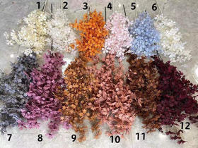 香雪兰【运费自理】