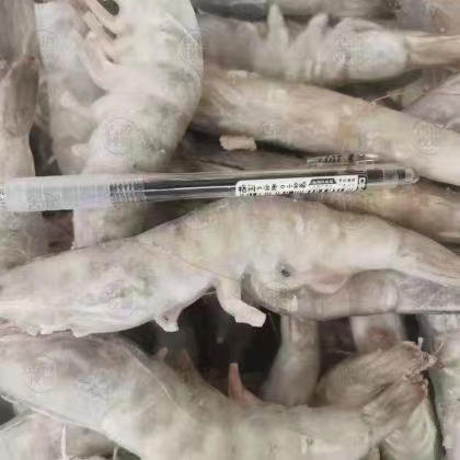 湛江青虾5kg 毛重5kg±200g/件 商品图2