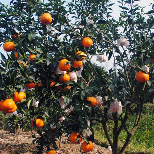 【四川·浦江】春见 粑粑柑 精品橘子 当季新鲜水果 商品图4