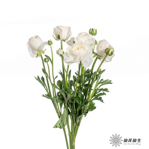 配花 | 成功洋牡丹高山雪 商品图4