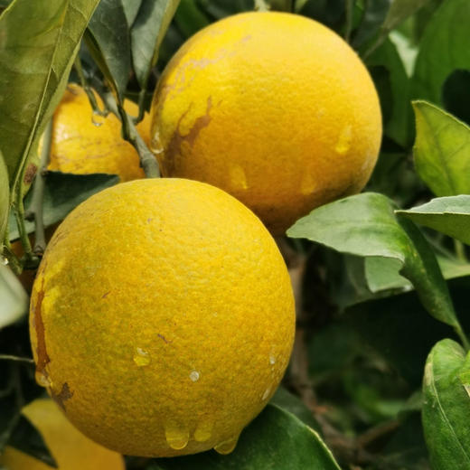 褚橙花斑果 1000g/份 商品图2