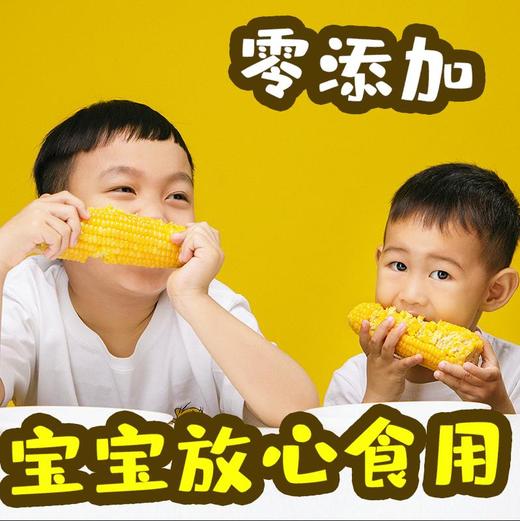 东北新粘糯玉米 一单包邮 商品图2