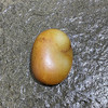 和田玉（白玉）籽料原石22g（价格面议） 商品缩略图1