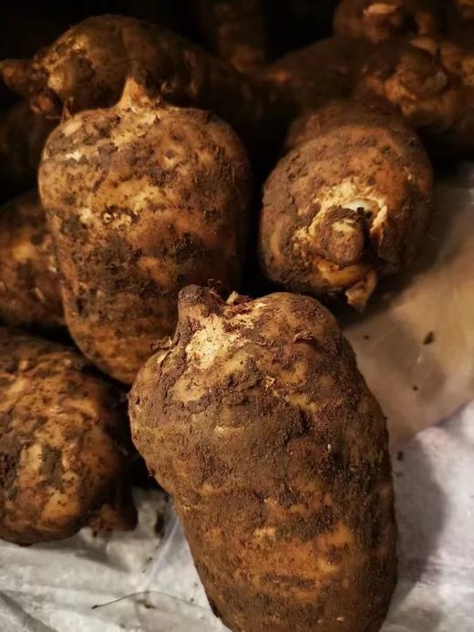 仿野生昭通彝良小草坝天麻 商品图0