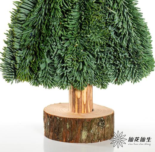 丹麦花材 |  三角形诺贝松圣诞树 商品图4