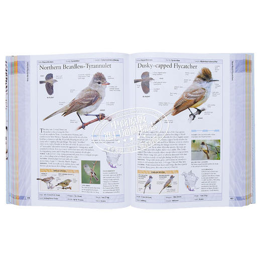 【中商原版】美国自然历史博物馆 北美鸟类 英文原版 DK-American Museum of Natural History Birds of North America 商品图5