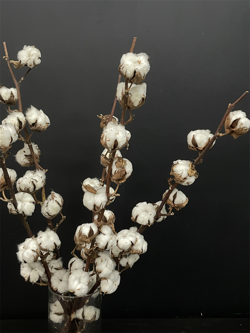 以色列长杆原枝棉花8