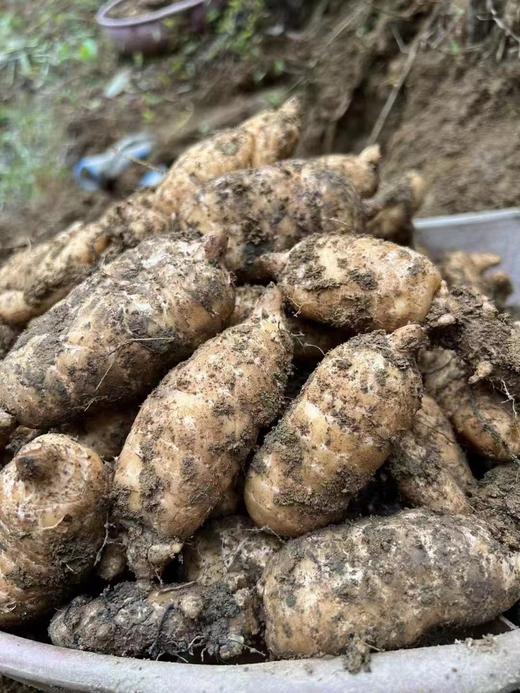 仿野生昭通彝良小草坝天麻 商品图3