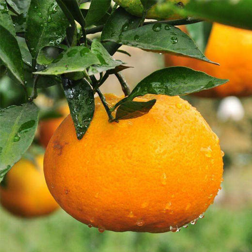 【四川·浦江】春见 粑粑柑 精品橘子 当季新鲜水果 商品图1