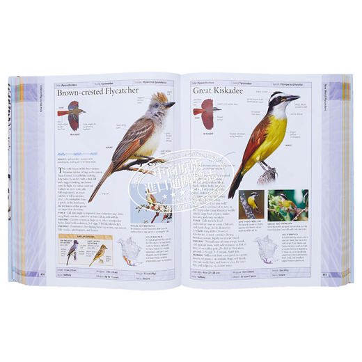 【中商原版】美国自然历史博物馆 北美鸟类 英文原版 DK-American Museum of Natural History Birds of North America 商品图7