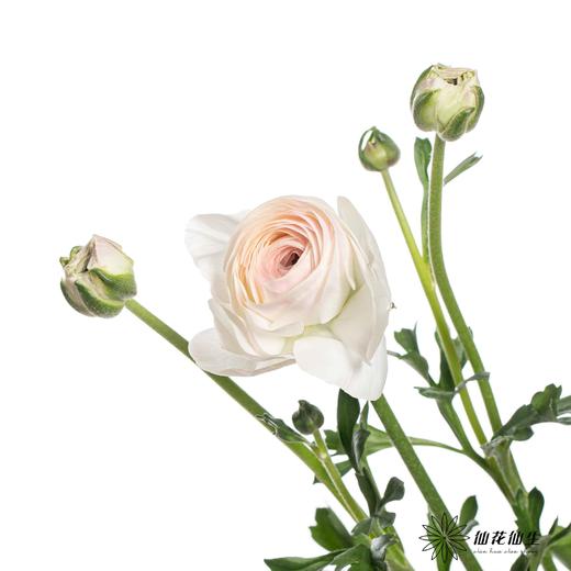 配花 | 成功洋牡丹高山雪 商品图2