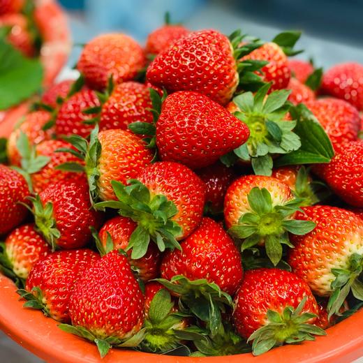本地红颜草莓🍓（500g/盒） 商品图5