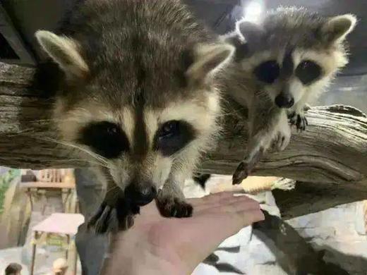 【杰克船长的奇幻动物世界】原嘟噜嘟噜萌宠乐园，3000+㎡室内萌宠乐园，10大主题区域 ，通用亲子票（一大一小）仅需98元！ 商品图4