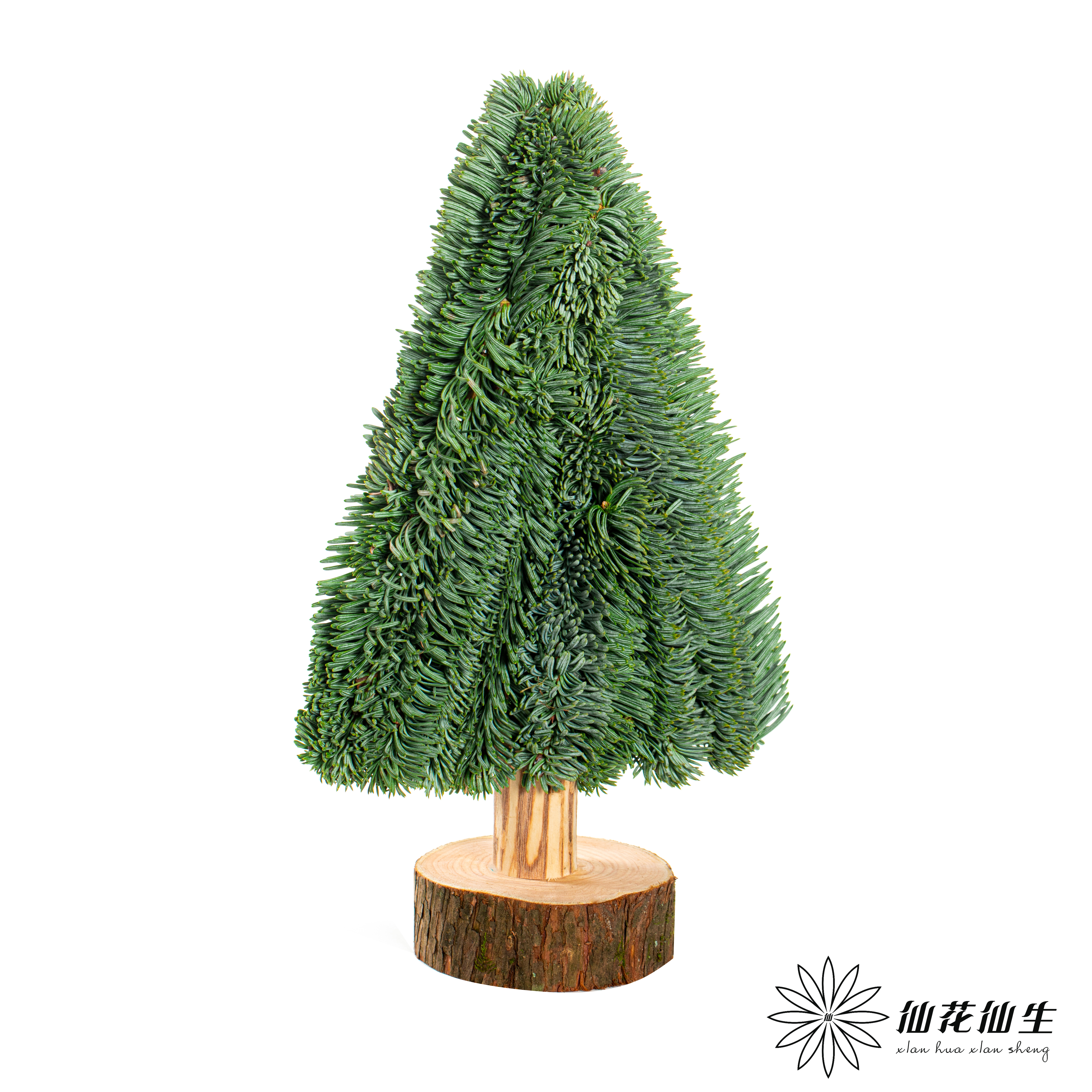 丹麦花材 |  三角形诺贝松圣诞树