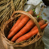 生态胡萝卜 | 合作生产*ecological salad vegetable box  | Coproduction 商品缩略图5
