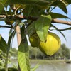 生态鸡蛋果 | 绿家自产 * Eco-lucuma | Self-production 商品缩略图4
