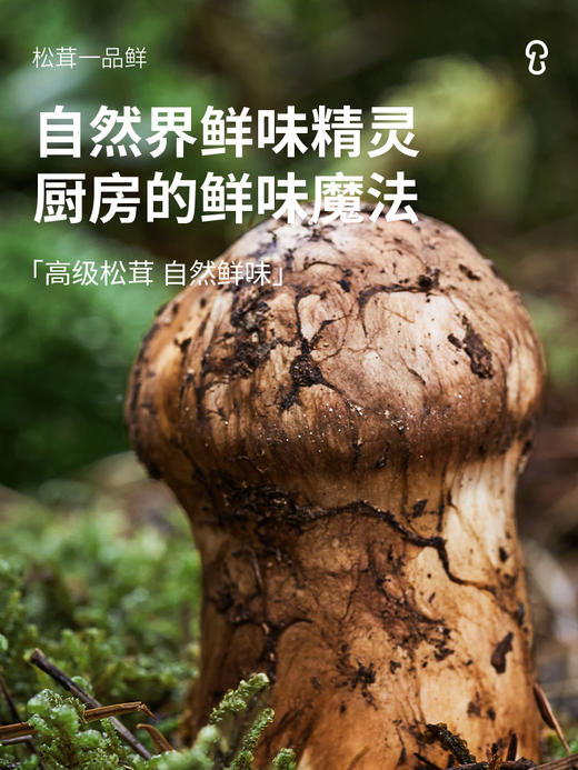 清心湖松鲜鲜松茸一品鲜580g*2炒菜鲜零添加凉拌家用百搭调味汁 商品图3