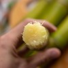 陶山甘蔗 【又名：陶山果蔗，已有近1500年种植历史】 商品缩略图5