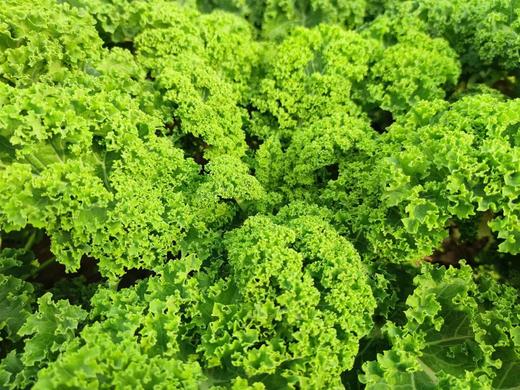 生态沙拉蔬菜包 | 合作生产*ecological salad vegetable box  | Coproduction 商品图3