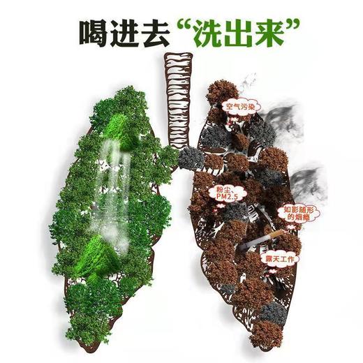 【清肺茶】南京同仁堂罗汉果胖大海枇杷茶 养生茶  护嗓润喉花茶 商品图2