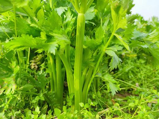 生态沙拉蔬菜包 | 合作生产*ecological salad vegetable box  | Coproduction 商品图5