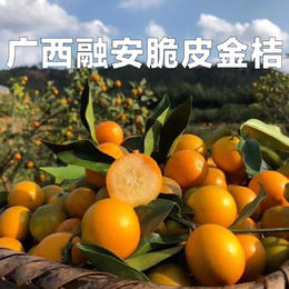 【顺丰】广西融安脆皮金桔 青黄皮甜金橘 纯甜 现摘新鲜水果3-5斤装包邮