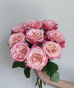 【昆明玫瑰】闺蜜 20枝  A级