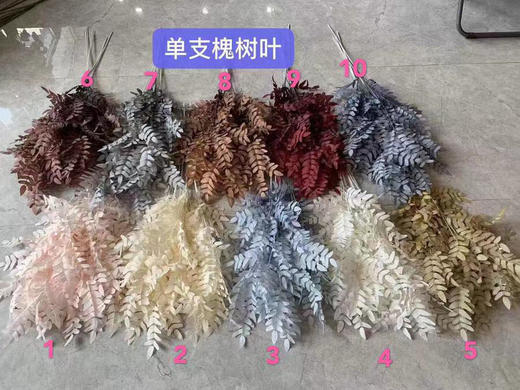 槐树叶【运费自理】 商品图0