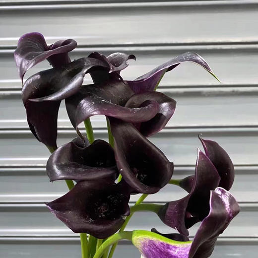 海芋---黑紫色 商品图3