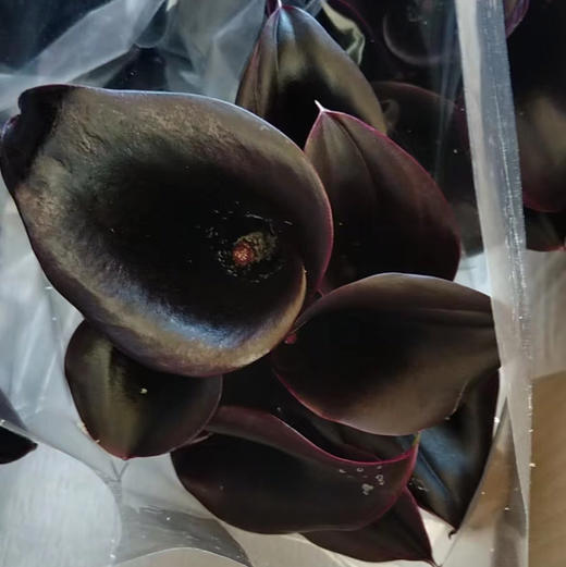 海芋---黑紫色 商品图0