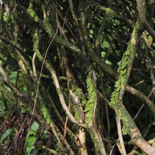 一叶蒙山·隽永 200g 商品图4