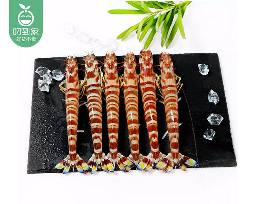新鲜中斑节虾（250g±20g/份 约35只 包鲜不包活） 商品图2
