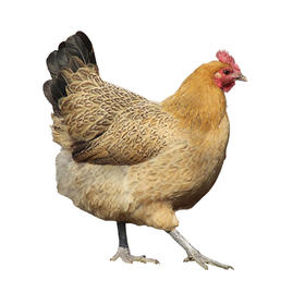 （松滋）松滋冰鲜鸡活鸡现杀 2只4-5斤