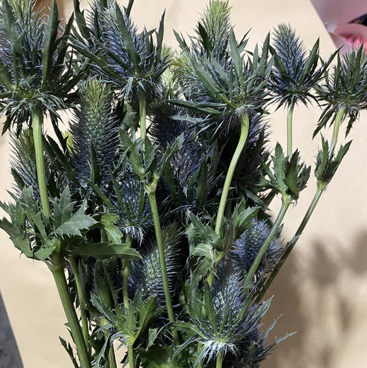 进口刺芹-超星 商品图0