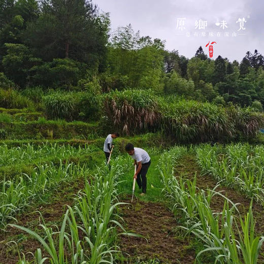 生态紫皮甘蔗（基地直发-顺丰快递） | 多种规格，来自福建南平，生产者：江禄【合作生产，公平贸易】 商品图4