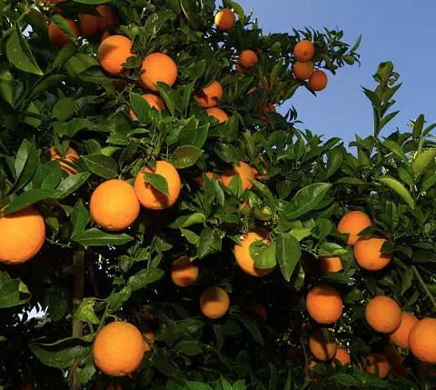 尼莫的0元单商品（不要改啊） 商品图0