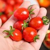 新鲜水果  千禧小番茄2.4斤左右盒装 商品缩略图1