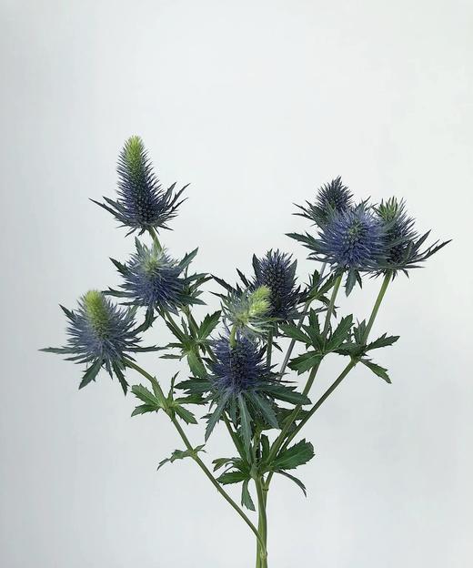 【荷兰进口】刺芹~超星  5枝/扎（小尖头） 商品图2