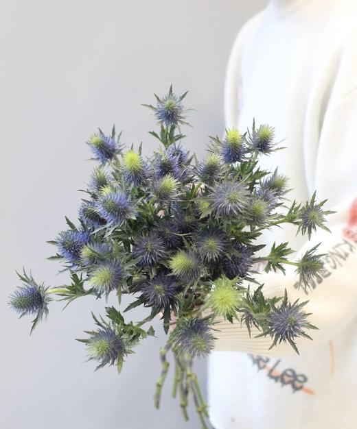 【荷兰进口】刺芹~超星  5枝/扎（小尖头） 商品图3