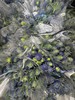 【荷兰进口】刺芹~超星  5枝/扎（小尖头） 商品缩略图8