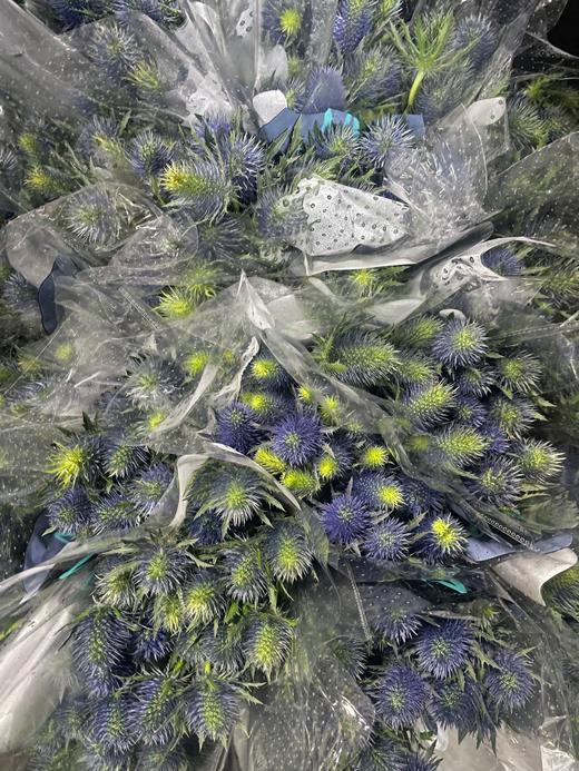 【荷兰进口】刺芹~超星  5枝/扎（小尖头） 商品图8