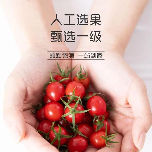 新鲜水果  千禧小番茄2.4斤左右盒装 商品图2