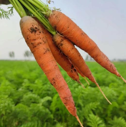 生态时令蔬菜箱（冬季） | 合作生产* Ecological vegetable box  | Coproduction 商品图11