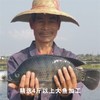 三色原味 海康黑鲷鱼骨架1.5kg 商品缩略图1