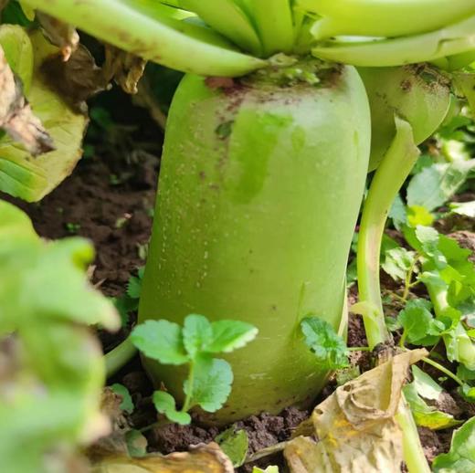 生态时令蔬菜箱（冬季） | 合作生产* Ecological vegetable box  | Coproduction 商品图5