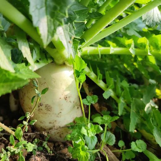 生态时令蔬菜箱（冬季） | 合作生产* Ecological vegetable box  | Coproduction 商品图6